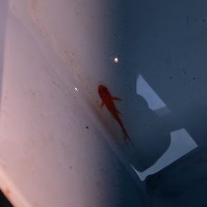 Meet your Posher, Dixie